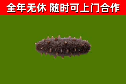 陵水烟酒回收干海参.jpg